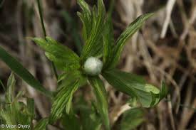 Attēlu rezultāti vaicājumam “Ranunculus polyanthemos”