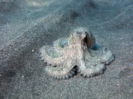 Image result for Octopus vulgaris