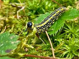 Attēlu rezultāti vaicājumam “Diprion pini female”