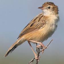 Image result for Cisticola juncidis