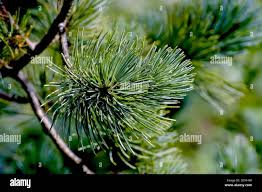 Attēlu rezultāti vaicājumam “Pinus pumila”