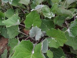 Attēlu rezultāti vaicājumam “Tussilago farfara leaf”