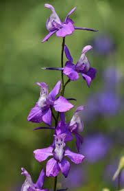 Image result for Consolida regalis