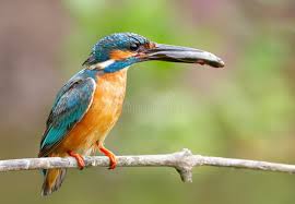 Attēlu rezultāti vaicājumam “Alcedo atthis nest”