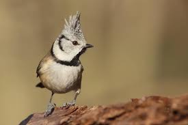 Attēlu rezultāti vaicājumam “Lophophanes cristatus adult”