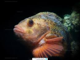 Image result for Cyclopterus lumpus