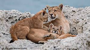 Image result for Craigmount Cougars