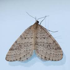 Attēlu rezultāti vaicājumam “Operophtera”