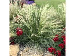 Attēlu rezultāti vaicājumam “Najas tenuissima leaf”