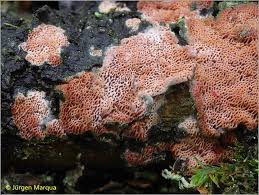 Attēlu rezultāti vaicājumam “Ceriporia purpurea”