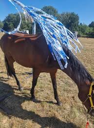 Image result for Bookham Riding Club