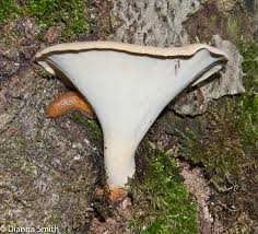 Attēlu rezultāti vaicājumam “Polyporus tubaeformis”