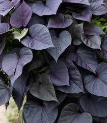 Image result for Ipomoea Lavender