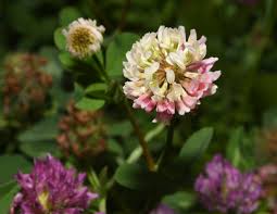 Attēlu rezultāti vaicājumam “Trifolium hybridum flower”