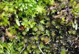 Attēlu rezultāti vaicājumam “Nardia scalaris cells”