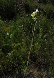 Attēlu rezultāti vaicājumam “Cardaminopsis arenosa flower”