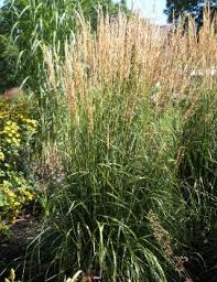 Attēlu rezultāti vaicājumam “Calamagrostis stricta”