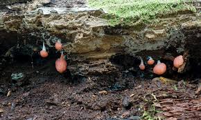 Attēlu rezultāti vaicājumam “Fuligo leviderma macro”