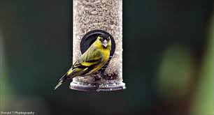 Attēlu rezultāti vaicājumam “Carduelis spinus male”