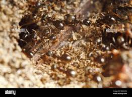 Attēlu rezultāti vaicājumam “Lasius fuliginosus”