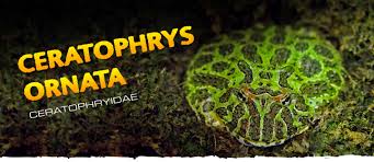 Image result for Ceratophrys ornata