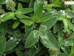 Attēlu rezultāti vaicājumam “Trifolium pratense leaf”