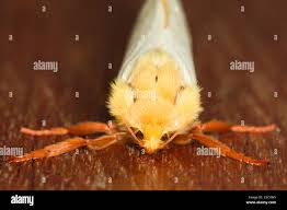 Attēlu rezultāti vaicājumam “Hepialus humuli male”