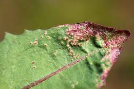 Attēlu rezultāti vaicājumam “Melampsora populnea”