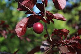 Attēlu rezultāti vaicājumam “Prunus cerasifera fruit”