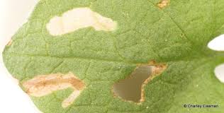 Attēlu rezultāti vaicājumam “Scythrididae”