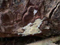 Attēlu rezultāti vaicājumam “Skeletocutis stellae”