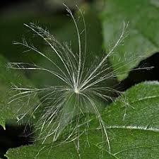 Attēlu rezultāti vaicājumam “Cirsium arvense leaf”