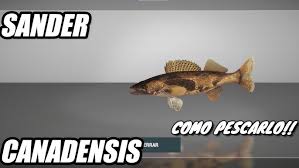 Image result for Sander canadensis