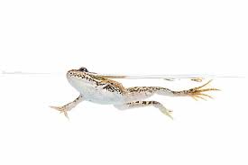 Attēlu rezultāti vaicājumam “Pelophylax adult”