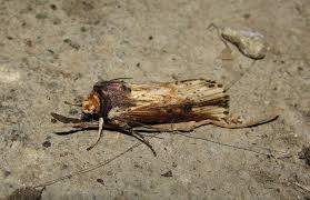 Attēlu rezultāti vaicājumam “Axylia putris”