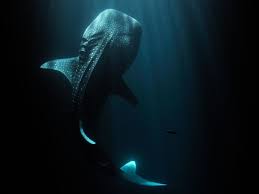 Image result for Megatrygon microps