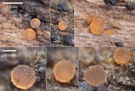 Attēlu rezultāti vaicājumam “Orbilia sp.”