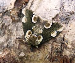 Attēlu rezultāti vaicājumam “Thyatira batis larva”