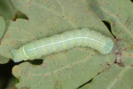 Attēlu rezultāti vaicājumam “Orthosia cerasi”