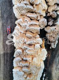 Attēlu rezultāti vaicājumam “Antrodia albida”