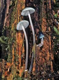 Attēlu rezultāti vaicājumam “Mycena amicta”
