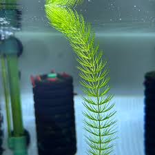 「金魚藻」的圖片搜尋結果