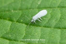 Attēlu rezultāti vaicājumam “Coniopterygidae”