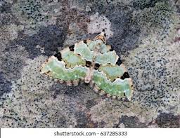 Attēlu rezultāti vaicājumam “Colostygia pectinataria male”