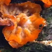 Attēlu rezultāti vaicājumam “Phlebia radiata”