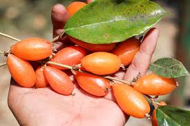 Attēlu rezultāti vaicājumam “Typha latifolia fruit”