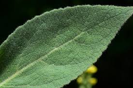 Attēlu rezultāti vaicājumam “Verbascum thapsus leaf”