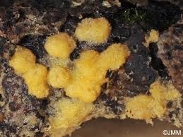 Attēlu rezultāti vaicājumam “Bactridium flavum”