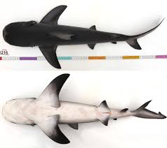 Image result for Carcharhinus leucas