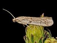 Attēlu rezultāti vaicājumam “Phycitodes binaevella”